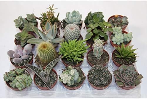 Pack de cactus y suculentas